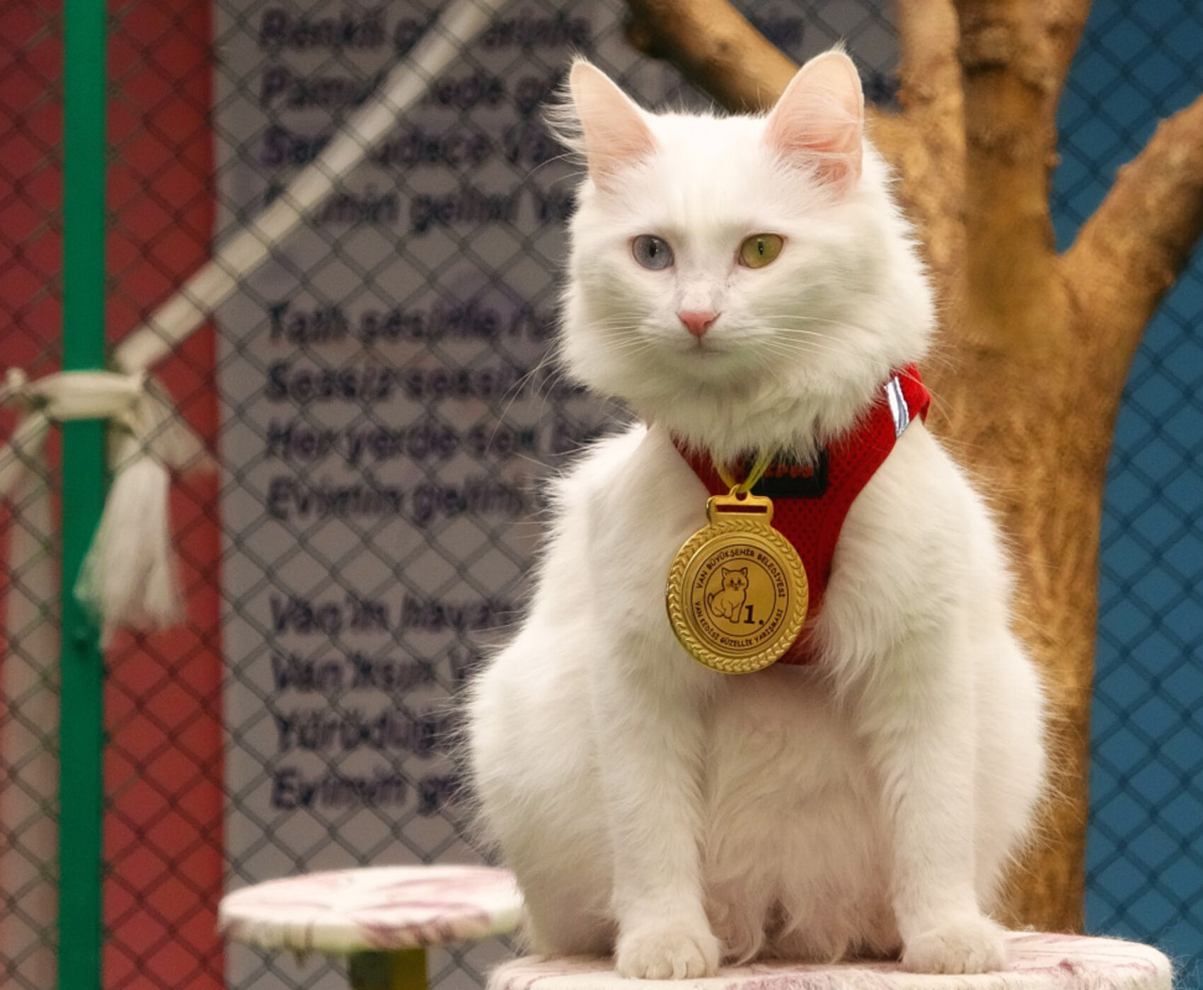 UÇAKLI VAN KARS KARADENİZ BATUM  TURU