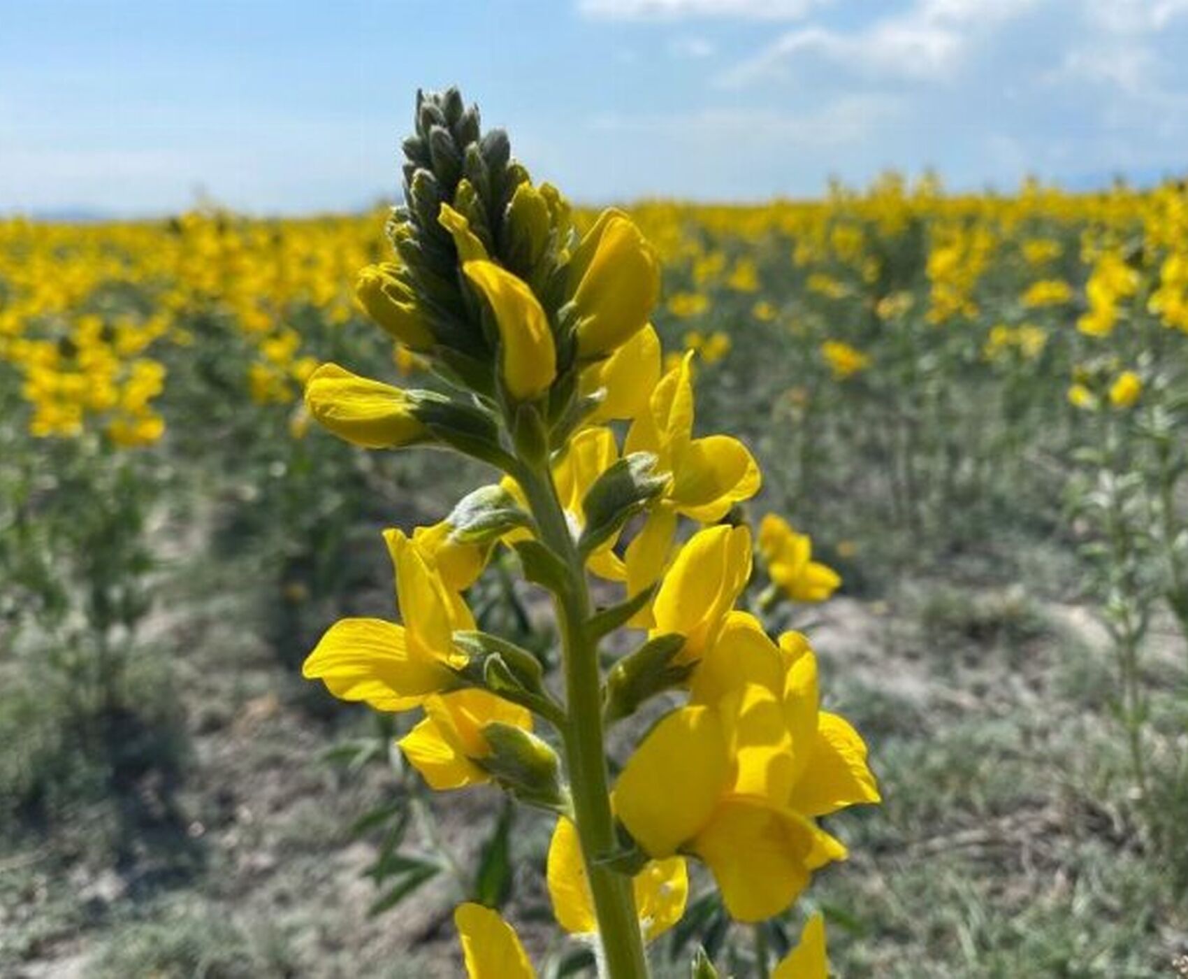 FLAMİNGOLAR & PELİKANLAR & LEYLEKLER & ENDEMİK BİTKİLER & ( BEYŞEHİR GÖLÜ & EBER GÖLÜ & EĞİRDİR GÖLÜ)