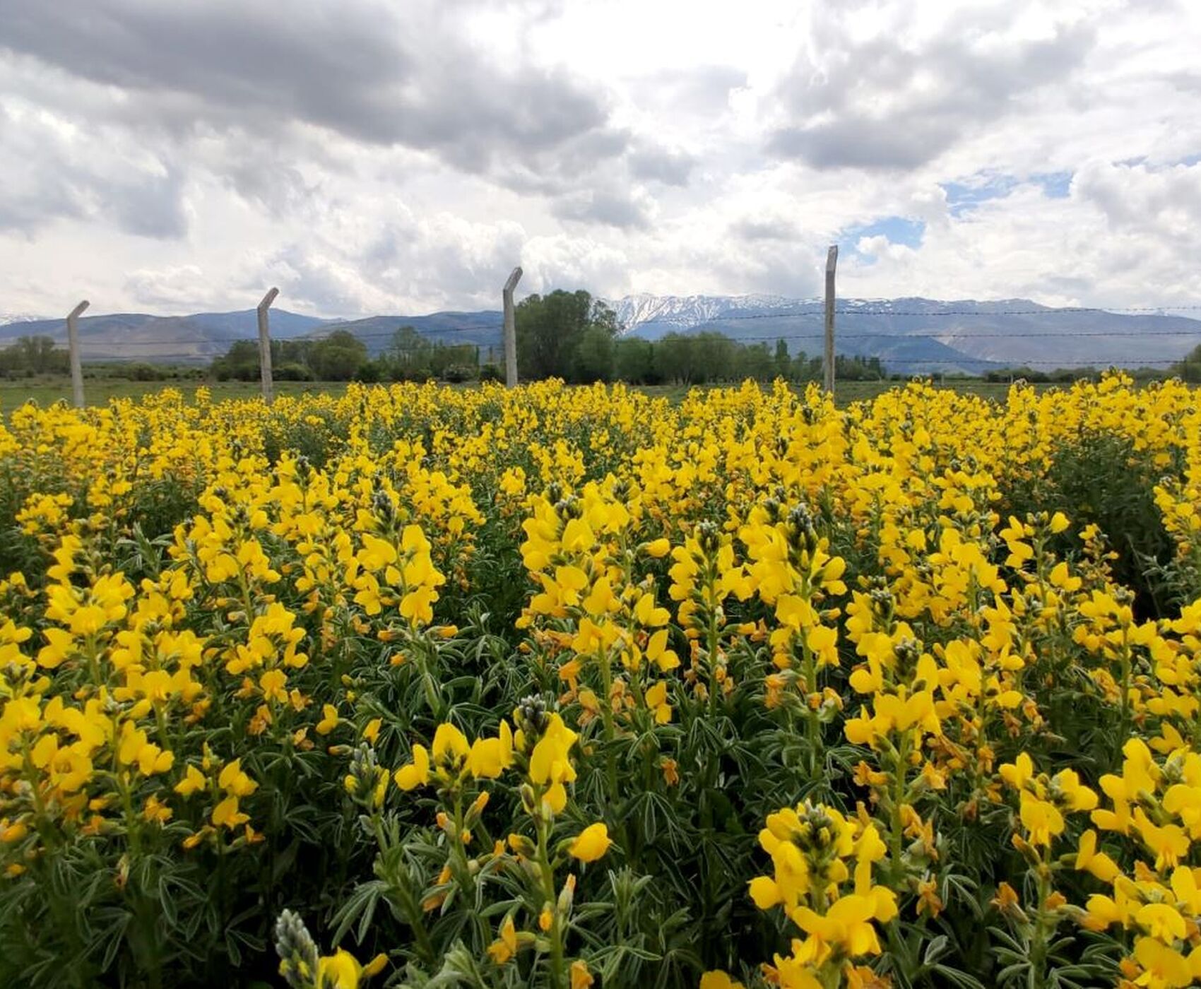 FLAMİNGOLAR & PELİKANLAR & LEYLEKLER & ENDEMİK BİTKİLER & ( BEYŞEHİR GÖLÜ & EBER GÖLÜ & EĞİRDİR GÖLÜ)