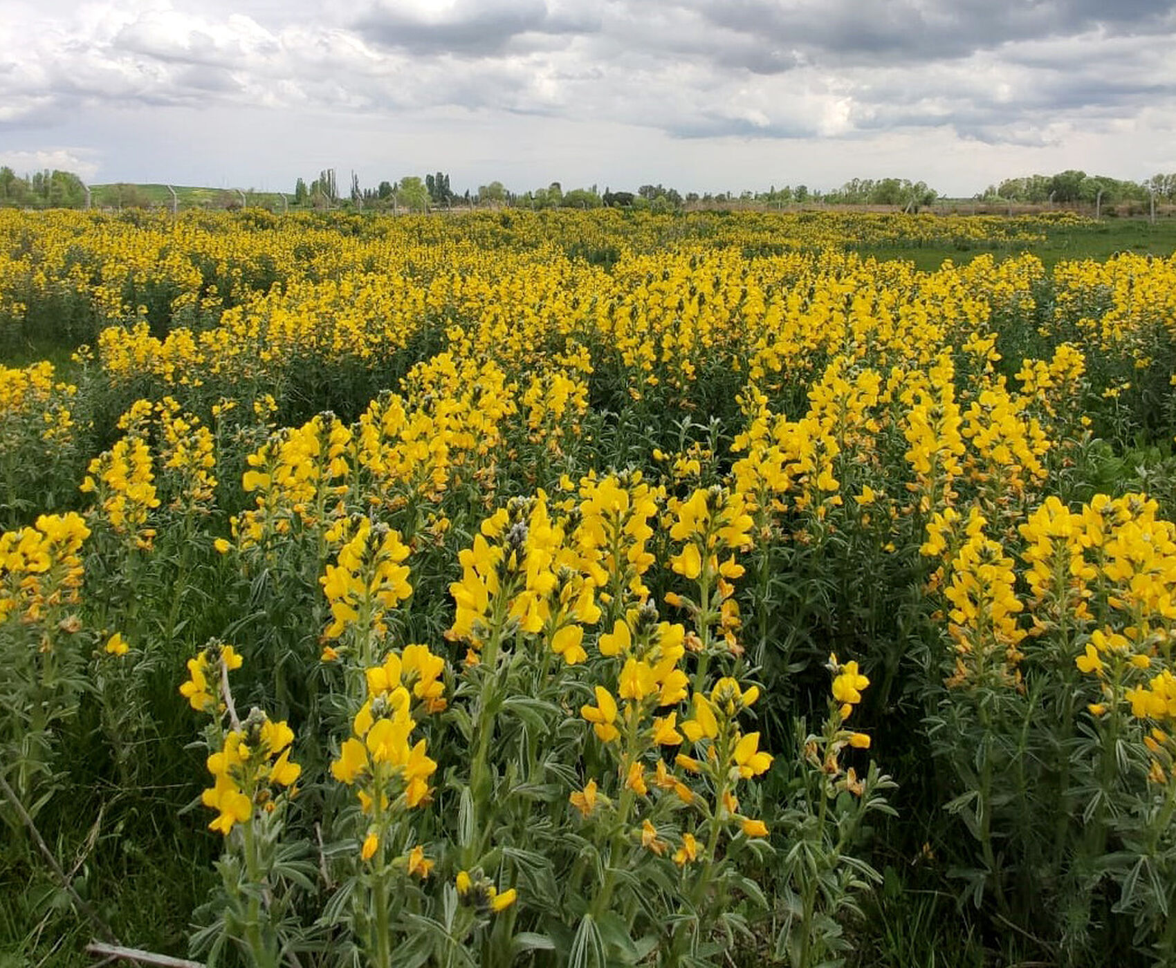 FLAMİNGOLAR & PELİKANLAR & LEYLEKLER & ENDEMİK BİTKİLER & ( BEYŞEHİR GÖLÜ & EBER GÖLÜ & EĞİRDİR GÖLÜ)