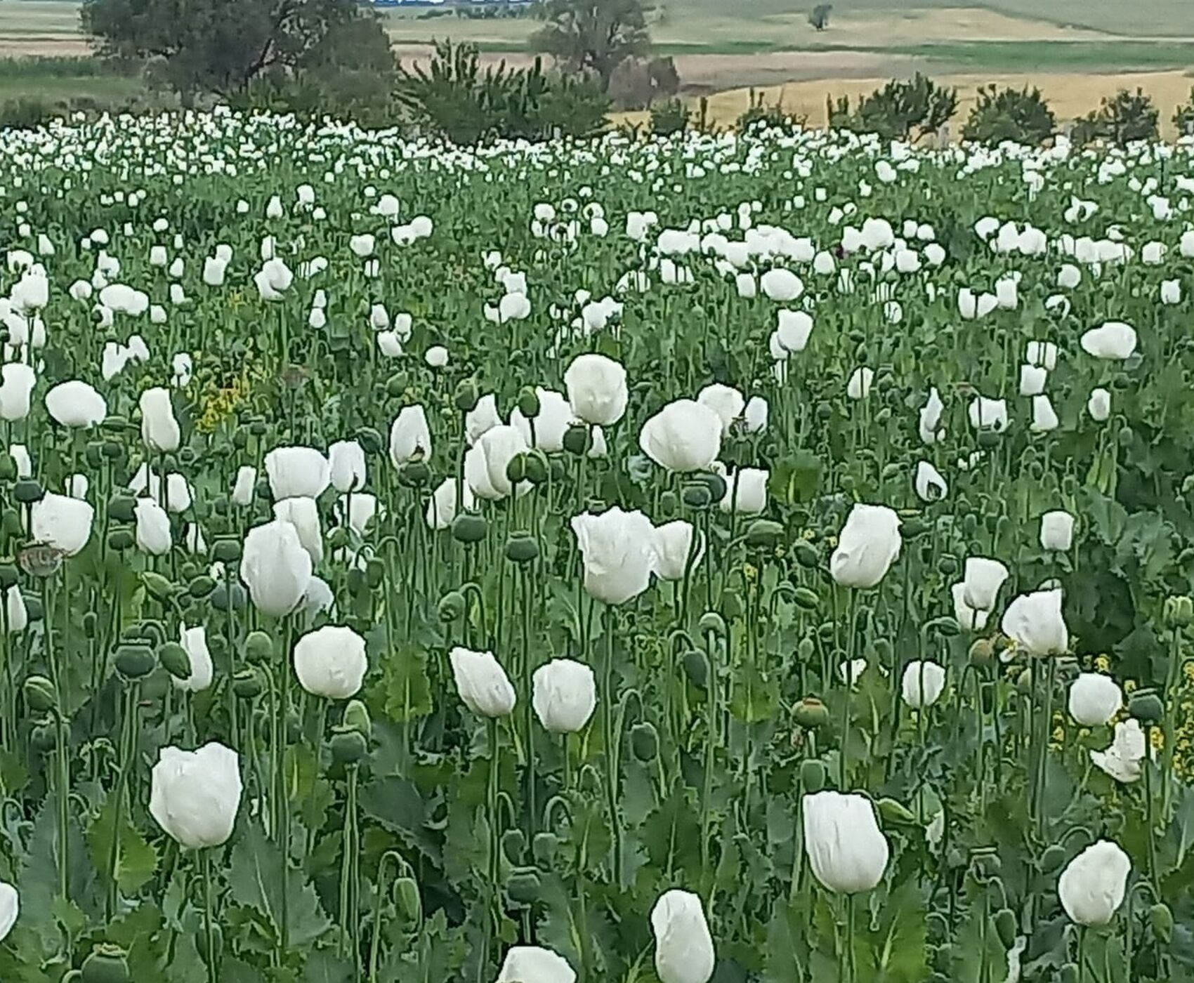 GÜL HASADI & EĞİRDİR GÖLÜ & BEYŞEHİR GÖLÜ &NİLÜFER ÇİÇEKLERİ &  LEYLEKLER VADİSİ