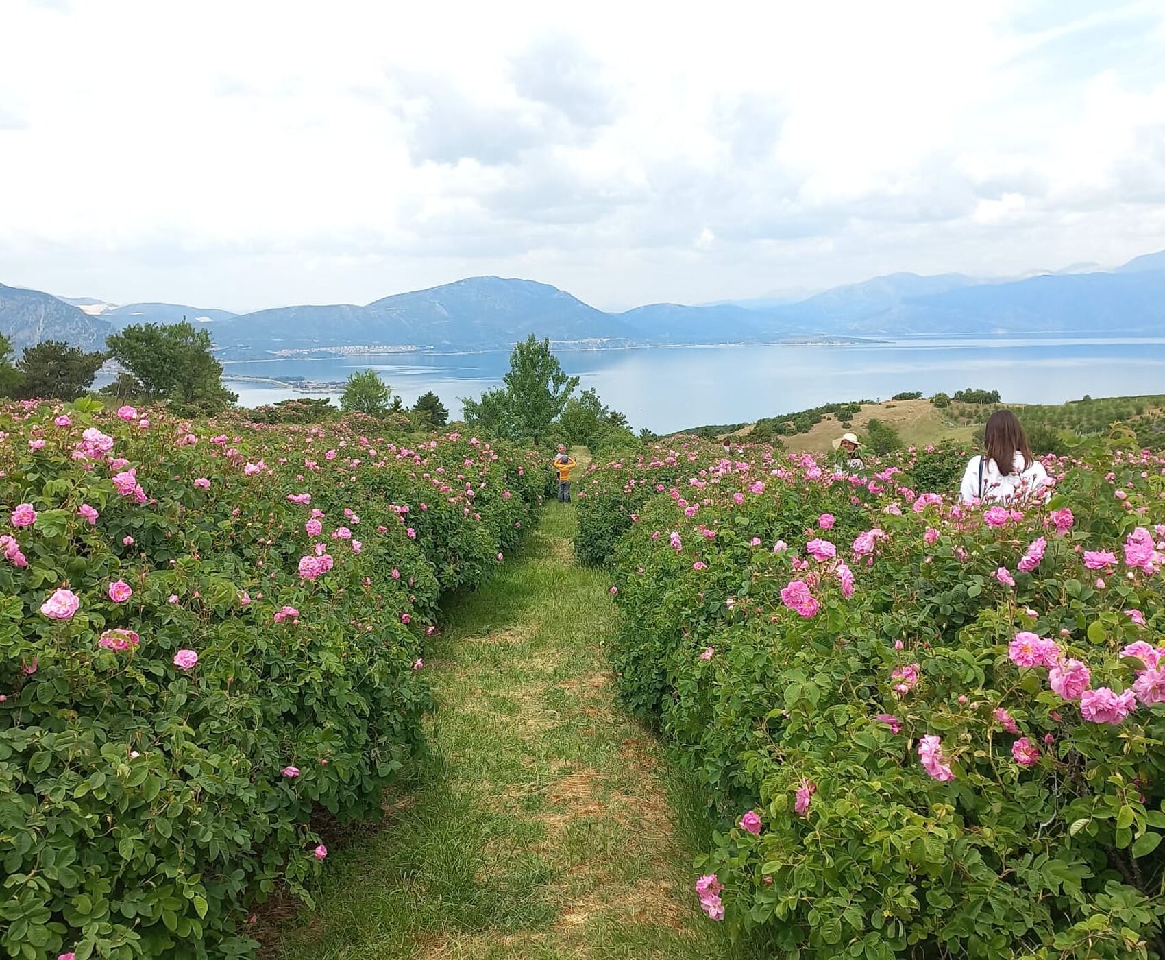 GÜL HASADI & EĞİRDİR GÖLÜ & BEYŞEHİR GÖLÜ &NİLÜFER ÇİÇEKLERİ &  LEYLEKLER VADİSİ