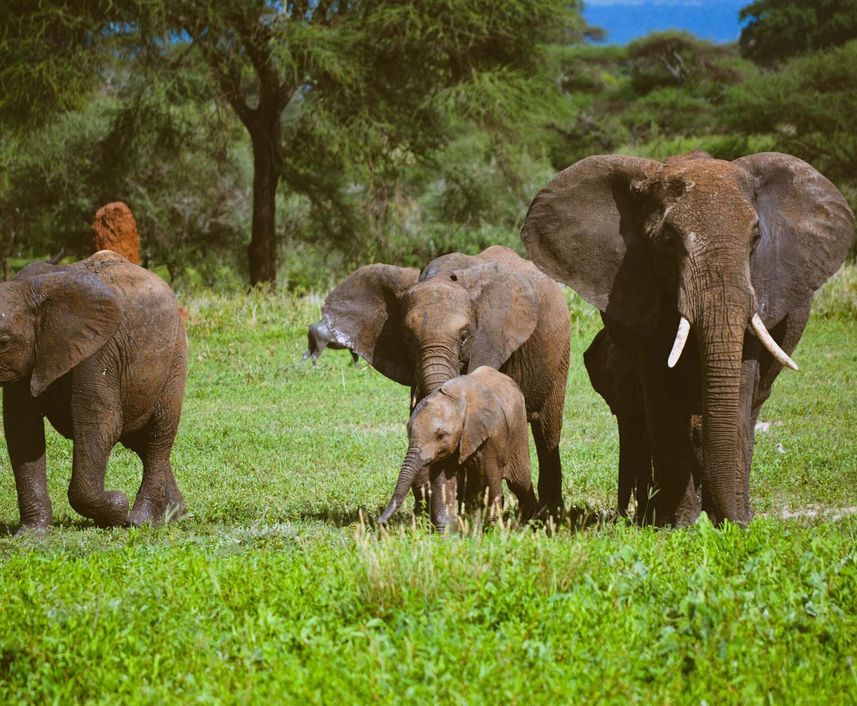 ANTALYA DAN İSTANBUL AKTARMALI TANZANYA & ZANZİBAR