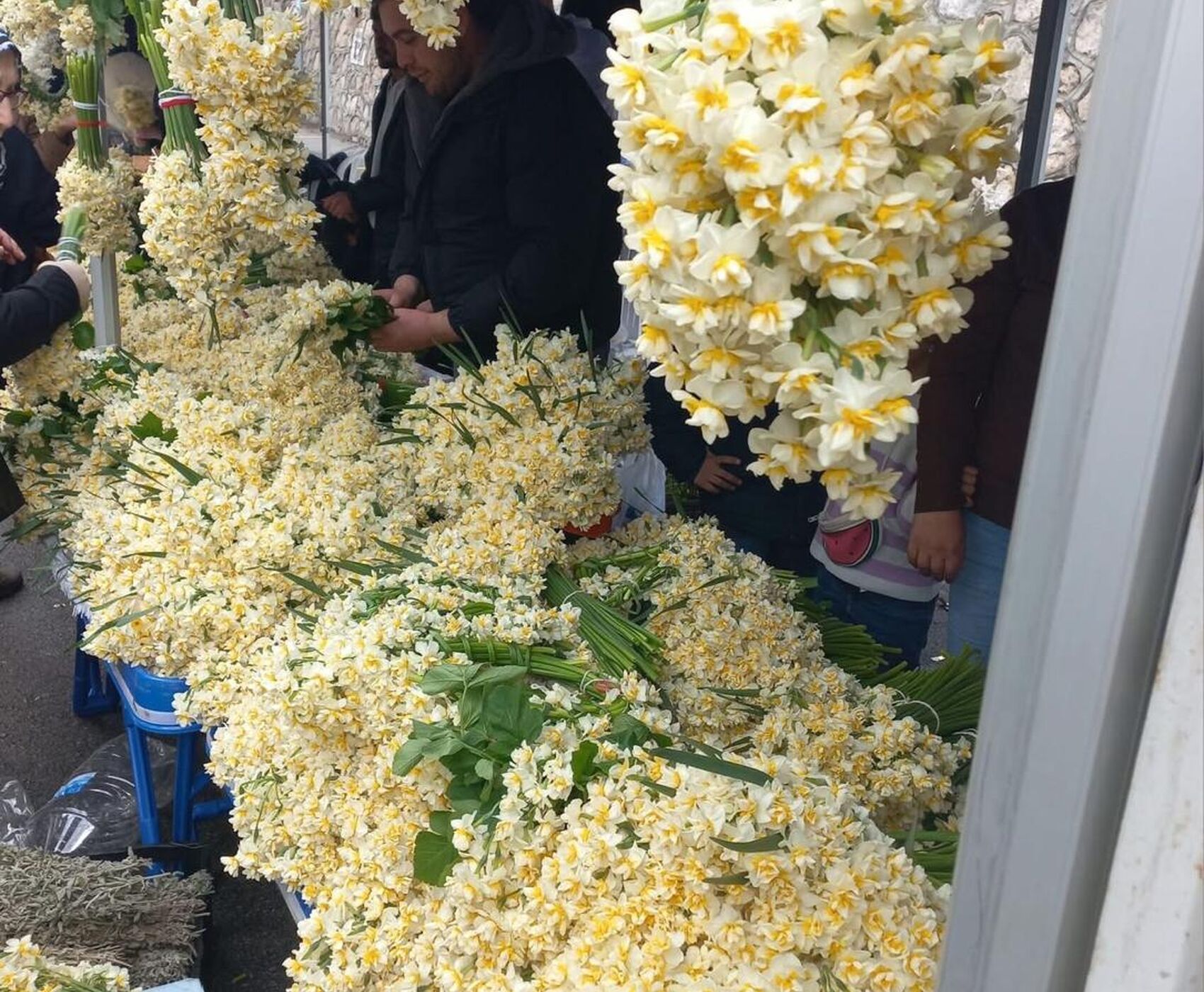 EGE'NİN EN RENKLİ KIŞ FESTİVALİ - NERGİS FESTİVALİ ROTASI