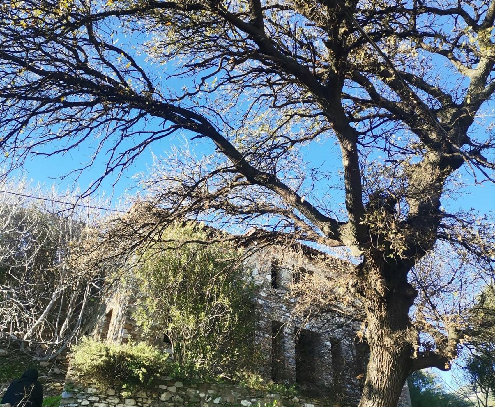 EGE'NİN EN RENKLİ KIŞ FESTİVALİ - NERGİS FESTİVALİ ROTASI