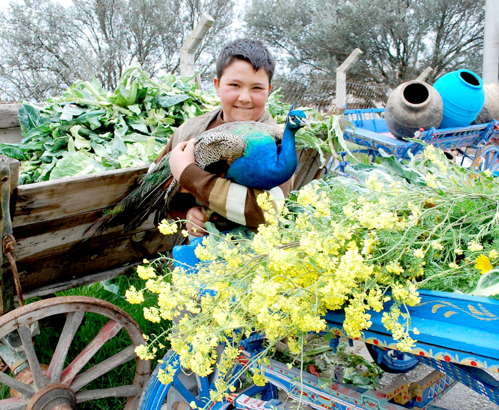 جشنواره گیاهی آلاچاتی 