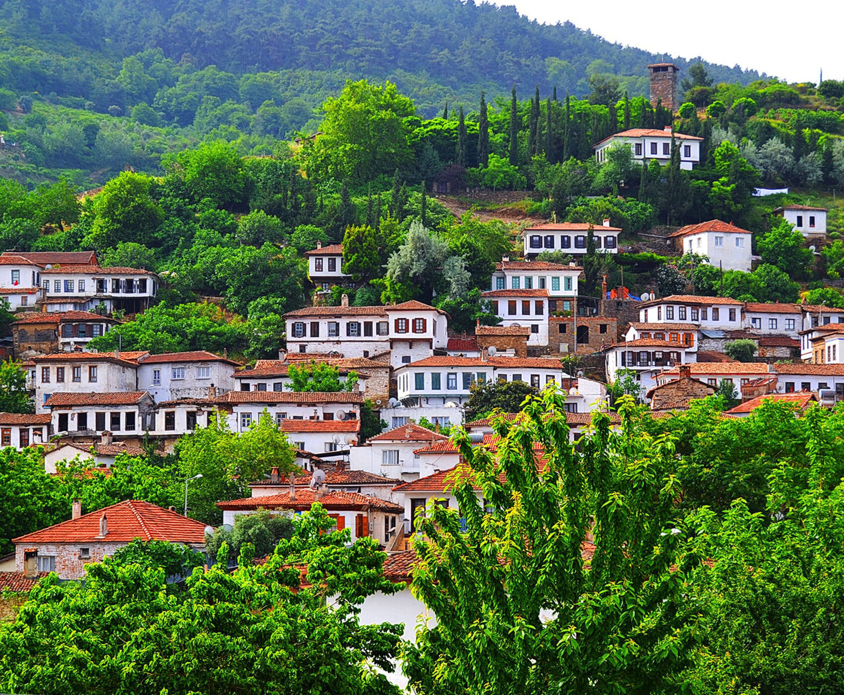 جشنواره گیاهی آلاچاتی 