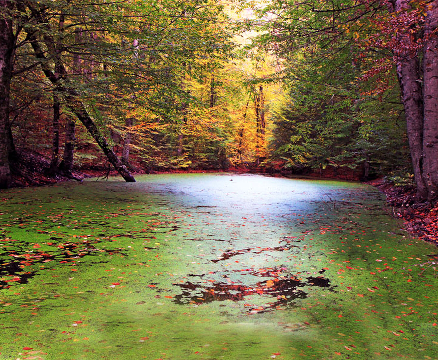 OTOBÜS İLE BUTİK BATI KARADENİZ TURU